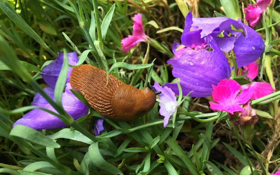 Get Rid of Slugs and Snails Naturally