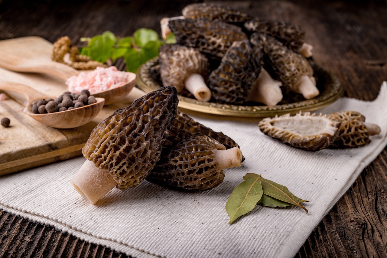 Morel Mushrooms