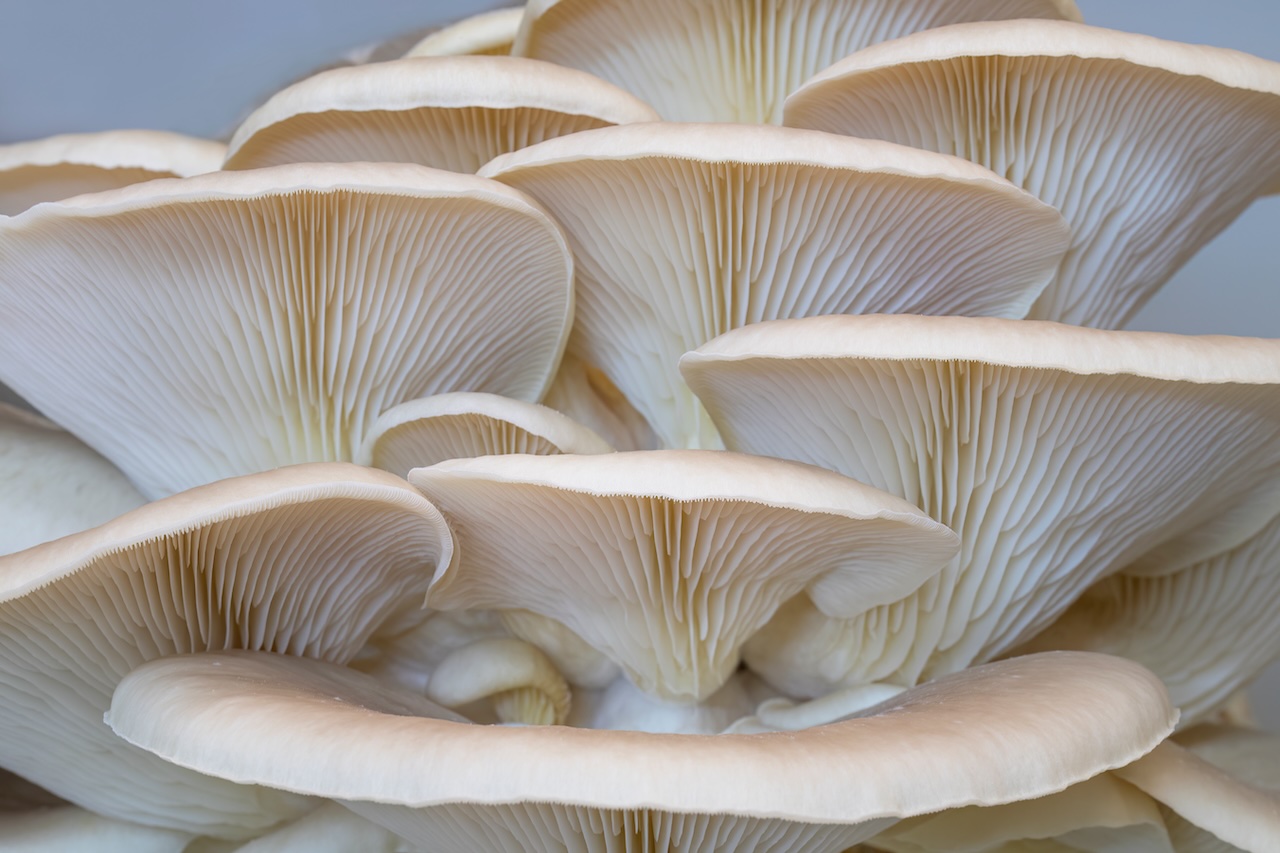 Closeup of the underside of white oyster mushrooms